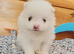 2 boys left - Pomeranian puppies