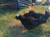 Polish frizzle bantams X3