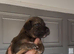 2 Gorgeous Saluki lurcher boy pups left
