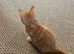 Ginger female kitten looking for a loving home