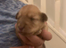 One Puppy Remaining Wheaton/ Caramel