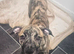 Presa Canario pups ready for their forever home