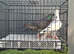 3 racing Pigeons