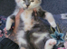 Fluffy grey female kitten