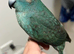 Blue pied kakariki