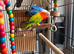 Breeding pair of Opaline Fischers