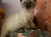 Two stunning Siamese snowshoe kittens