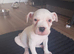 American bulldog Cross staffy