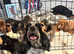 Cocker spaniel puppies