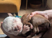 Beautiful Boston X Puppies for sale