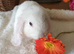 Beautiful mini lops