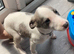 Whippet boy needing loving home