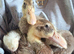 x3 fawn & white indian runner ducklings