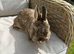 Lovely handsome 8 month old Netherlands dwarf.