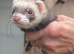 Lovely Jill Ferret for sale