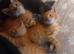 2 ginger males. 1 gray female 9 week old kittens