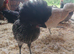 9-11 weeks of age, chickens looking for new homes