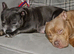 Pocket bully for rehome