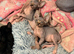 LAST female - Rare Fluffy Sphynx kittens - Ready now!