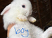 Gorgeous mini lop babies