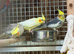 Cocktail parrot