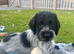 German Wirehaired Pointer Puppies