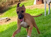Whippet x Italian Greyhound puppies