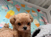 Beautiful Asian/Korean Maltipoo Puppies