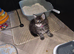 Maine Coon Registered TICA