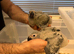Selling baby handreared  African greys