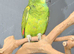 Baby Blue fronted Amazon talking parrots,1