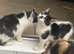 Black and white kittens