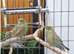 Beautiful baby blackface and blackface split budgies