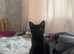 One female black kitten looking for their forever home