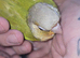Hand reared green cheek conures