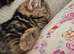 2 Kittens for sale