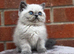 exotic persians