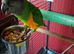 Senegal parrot