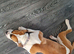 Lola the boxer