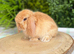 Baby Mini Lops