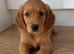 Fox red golden retriever pup boy RKC registered ready now