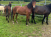 Registered NF geldings