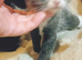 Very loving kittens to forever home