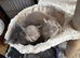 SOLD Bay girl British shorthair hair/persian