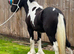 17 month old chaps registered filly