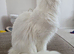 Two females need rehoming asap