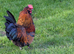 Stunning red cockerel + beloved wife
