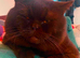 British Shorthair Kittens READY TO GO