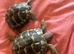 2x Herman tortoise