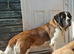 Female Saint Bernard